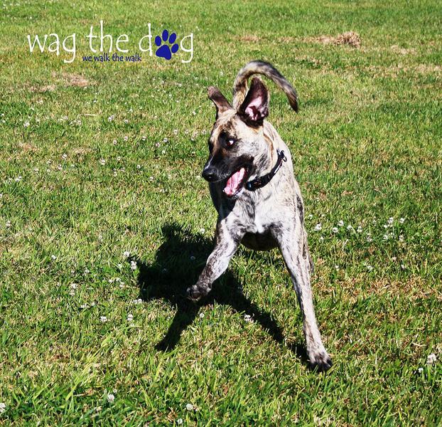 Wag the Dog