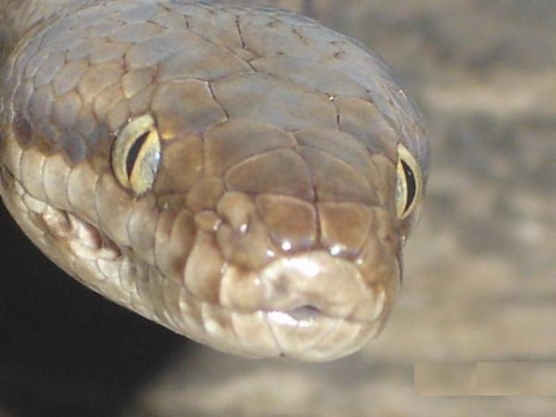 Fish and Reptiles Australia