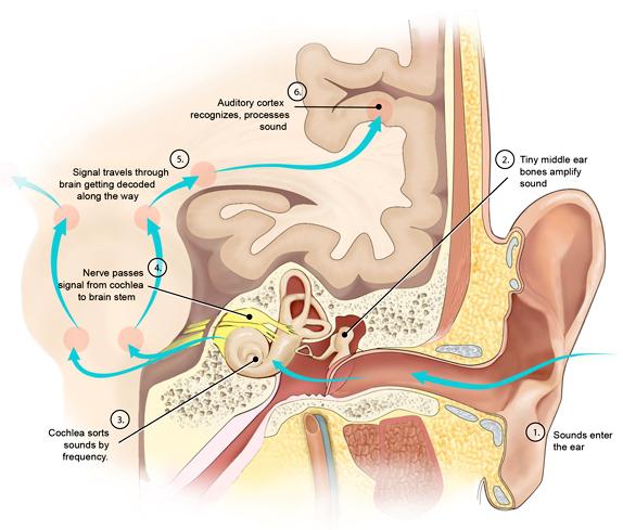 NewSound Hearing Clinic