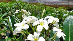 Fitzroy Nurseries
