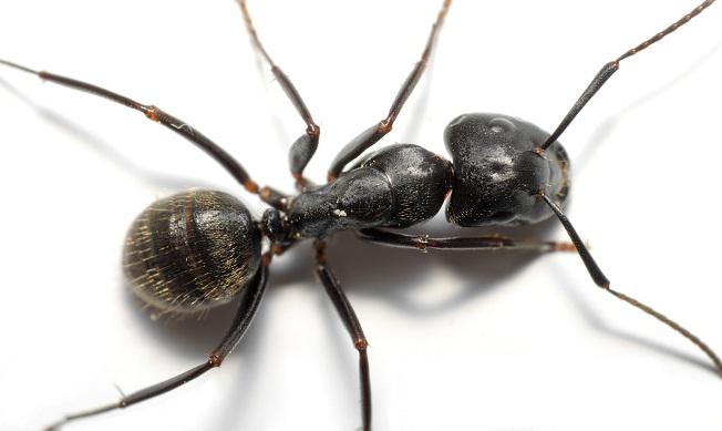 Enviro Pest Control