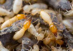 Termite Technology