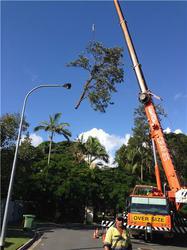 Simon's Tree Surgery: Palm Beach