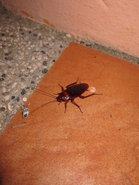 Evergreen Pest Control & Property Maintenance