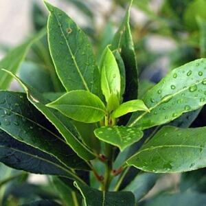 Instant Tree Nursery
