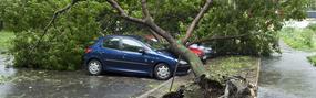 Professional Tree Works: West Burleigh