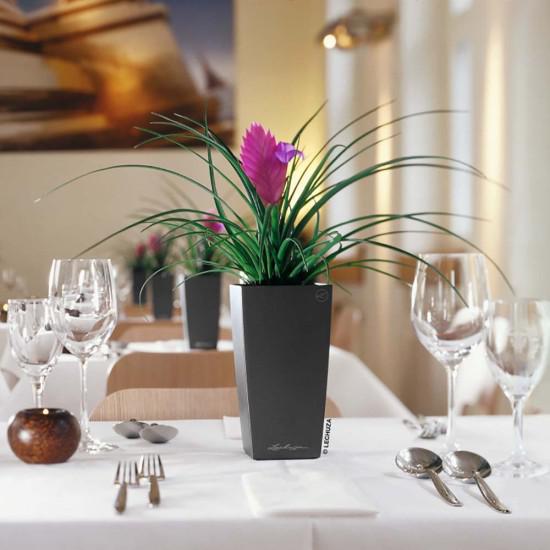 Eco Green Office Plants Pty Ltd