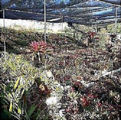 Narangba Plant Sale