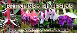 Brenlissa Fuchsia Nursery logo
