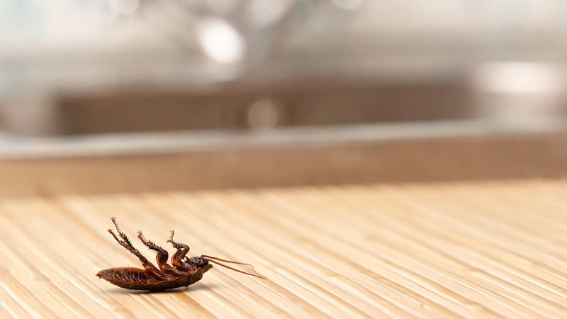 DIY Pest Control Brisbane