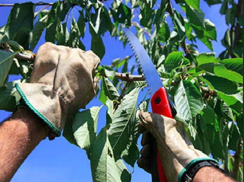 Northern Beaches Garden Care