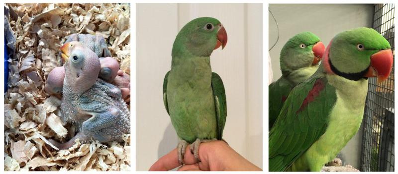 Hand Raised Parrots