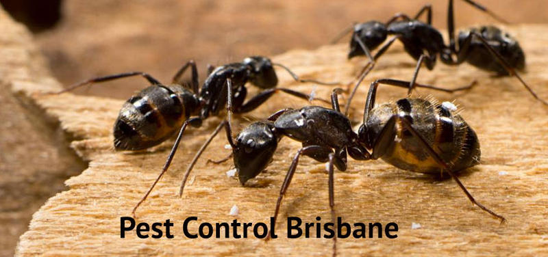 Same Day Pest Control
