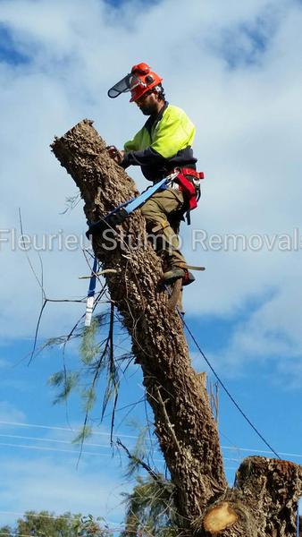 Fleurieu Stump Removals