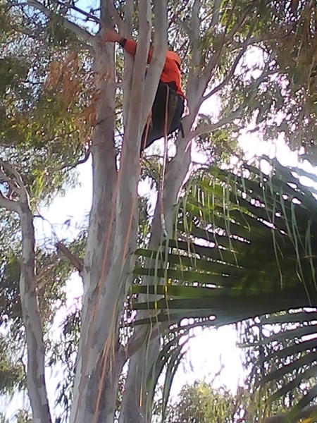 P&A Tree Lopping Services