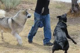 Dog Owner Connection