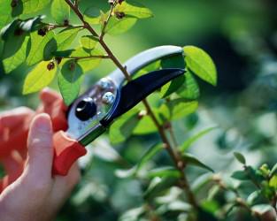 NSW Tree Management