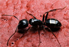 ABC Pest Control: Bondi