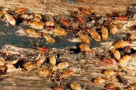 Termite Pest Control