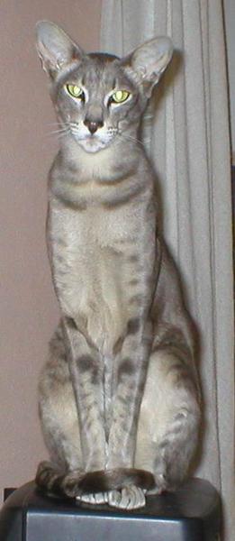 Chicas Cattery logo