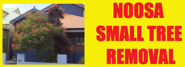 Noosa Small Tree Removal