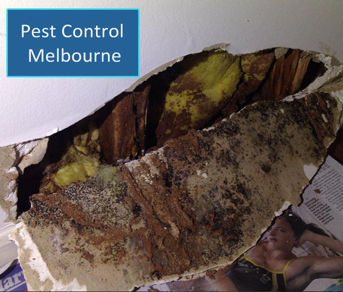 VIP Pest Management