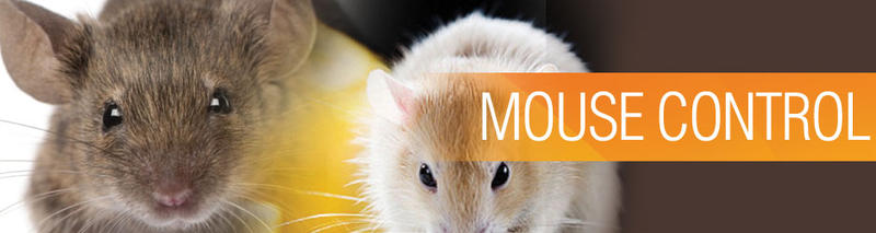 Fast Pest Control Brisbane