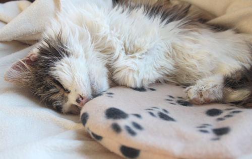 Hotel For Cats