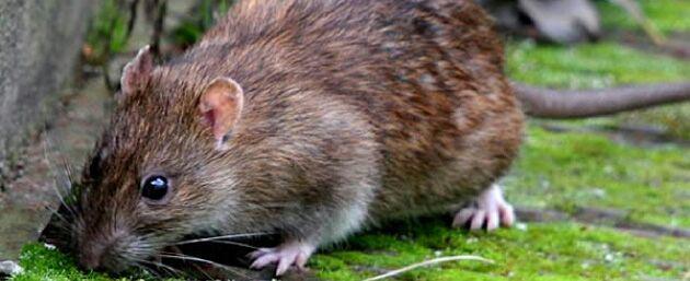 Rats Pest Control Perth: Nollamara