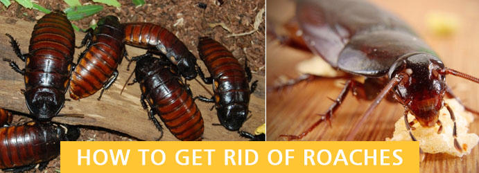 Stop That Pest