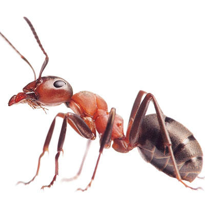 Adelaide Pest Exterminator