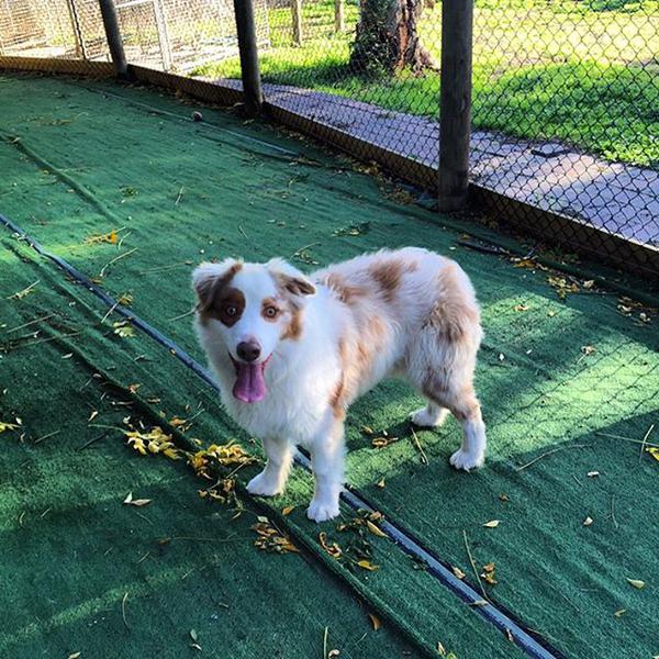 Rilten Kennels
