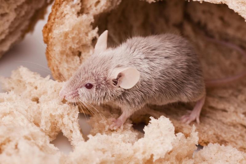 Frankston & Bayside Termite Control