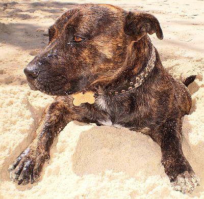 Coomera Pet Care