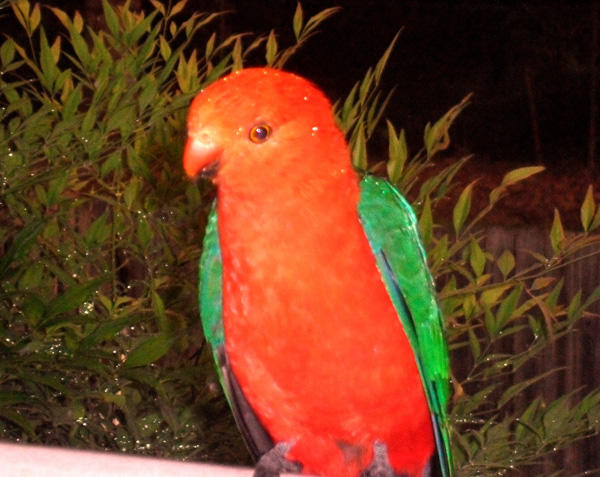 Canungra News