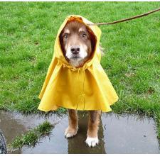 Pampering Pet Sitters