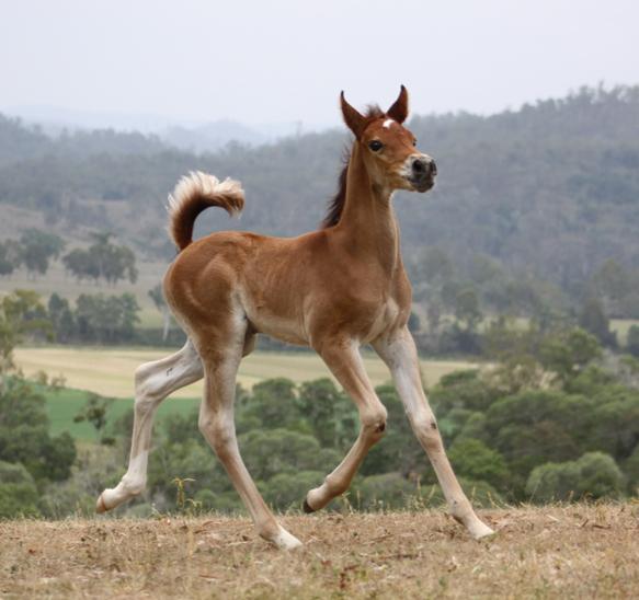 Zuhra Arabians