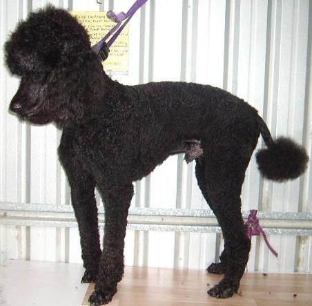 Smudge Dog Grooming