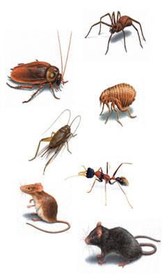 Westys Precise Pest Management