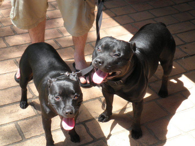 Kingscliff Petsitting