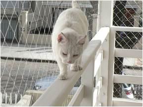 Safety Nets For Life