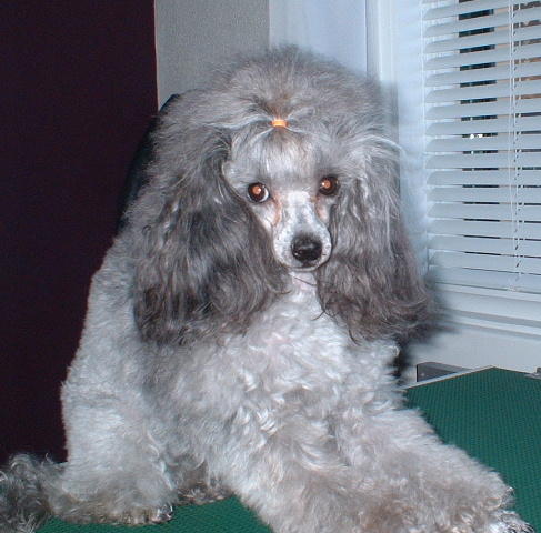 Moravia Toy Poodles