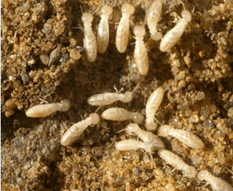 The Pestman