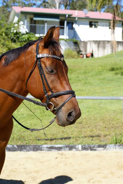 Sundown Lodge Equestrian