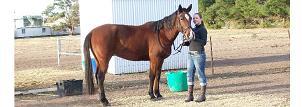 Renee Pallister Mobile Horse Trainer