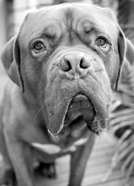 Pupparazzi Pet Photography