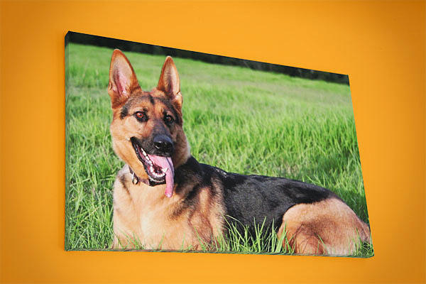 PawPals Photography