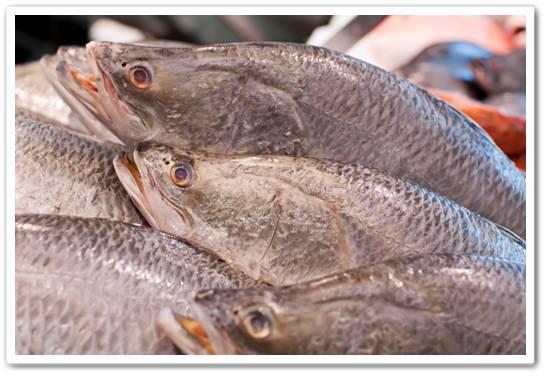 Larners Oyster Supply