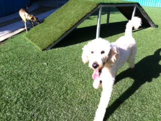 Acacia Ridge Pet Resort