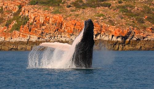 Kimberley Expeditions